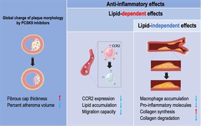 The role of proprotein convertase subtilisin/kexin 9 (PCSK9) in macrophage activation: a focus on its LDL receptor-independent mechanisms